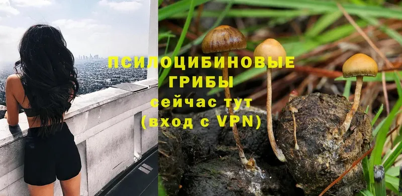 Псилоцибиновые грибы Magic Shrooms  наркошоп  Бакал 